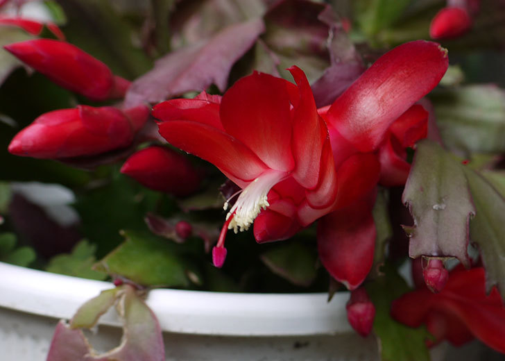 赤いシャコバサボテン（蝦蛄葉サボテン）が咲いた。2015年-2.jpg