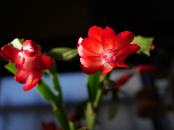 赤いシャコバサボテン（蝦蛄葉サボテン）の花が咲きだした。2020年-007.jpg