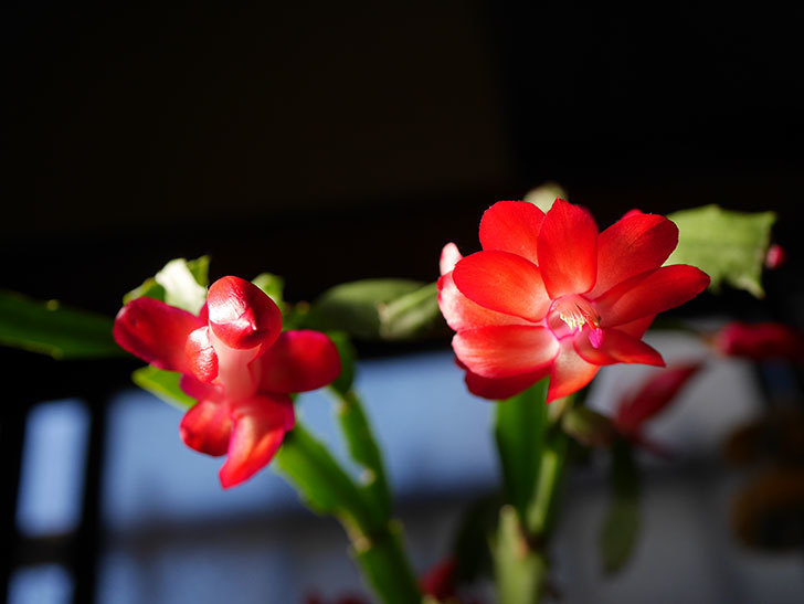 赤いシャコバサボテン（蝦蛄葉サボテン）の花が咲きだした。2020年-008.jpg