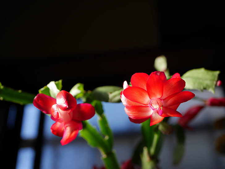 赤いシャコバサボテン（蝦蛄葉サボテン）の花が咲きだした。2020年-010.jpg