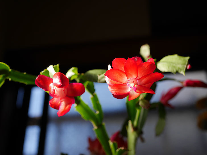 赤いシャコバサボテン（蝦蛄葉サボテン）の花が咲きだした。2020年-011.jpg
