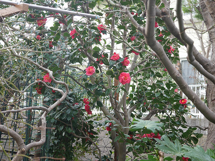 赤いツバキの花が咲いた。2022年-004.jpg