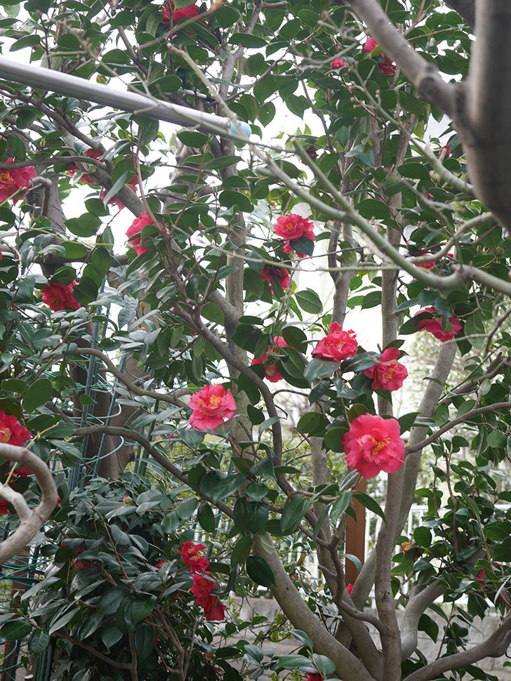 赤いツバキの花が咲いた。2022年-008.jpg