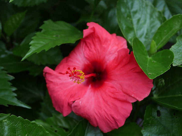 赤いハイビスカスに今年最初の花が咲いた 年 ハイビスカス 02memo日記