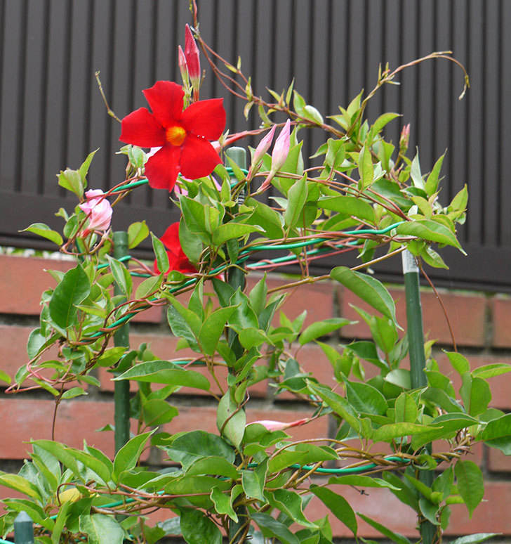赤いマンデビラがまた咲きだした。2016年-3.jpg