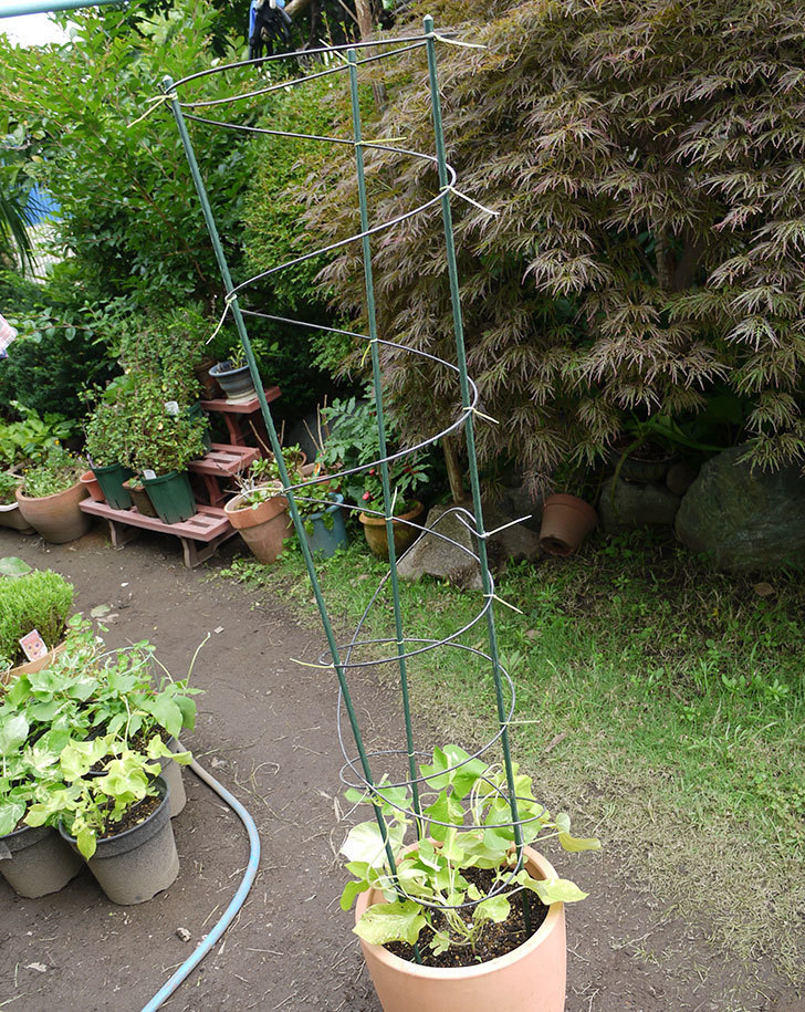 鉢植えのアサガオに螺線支柱を設置した。2016年-1.jpg