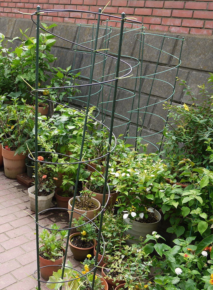 鉢植えのアサガオに螺線支柱を設置した。2016年-2.jpg