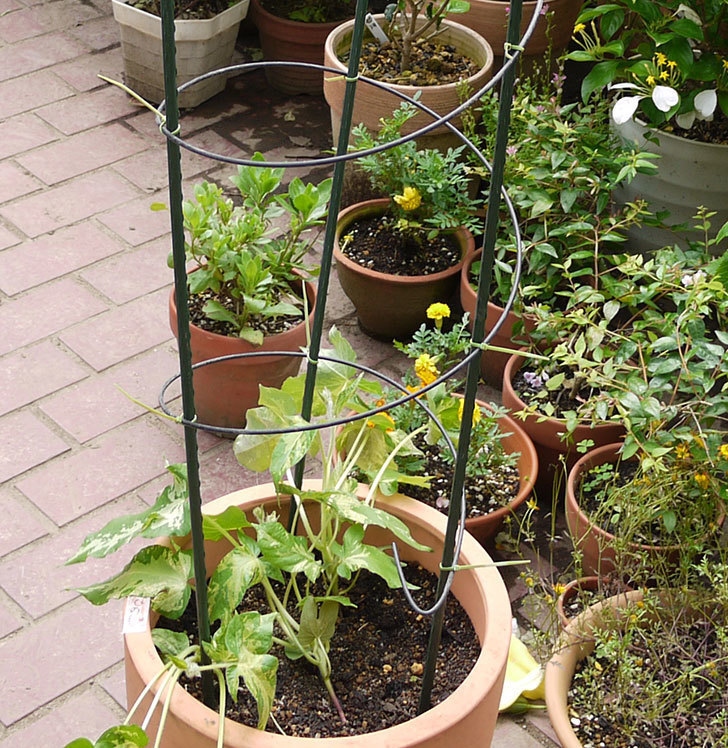 鉢植えのアサガオに螺線支柱を設置した。2016年-3.jpg