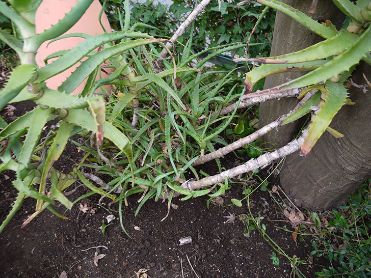 鉢植えのアロエを地植えした。2016年-12.jpg