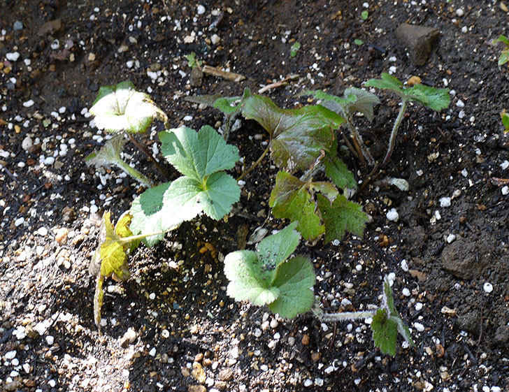 鉢植えのシュウメイギクを地植えした。2016年-1.jpg