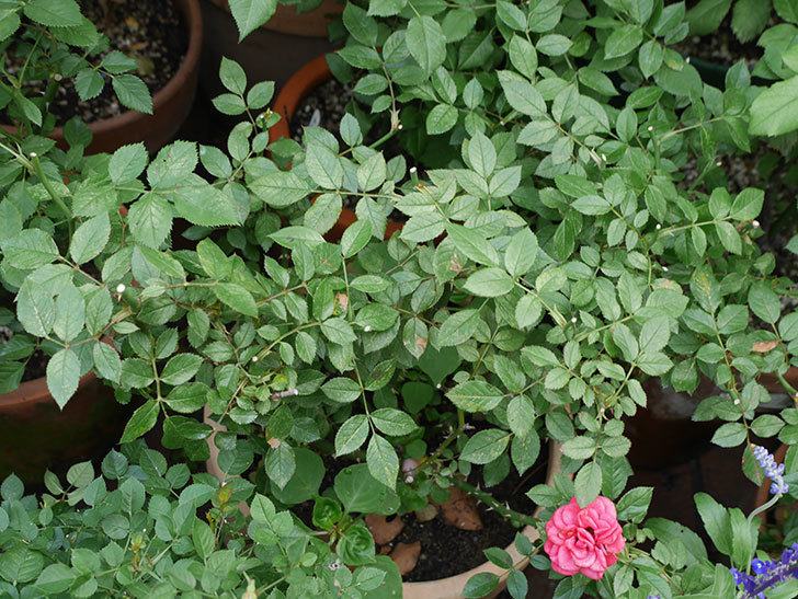 鉢植えのバラにハダニが発生した。2019年-4.jpg