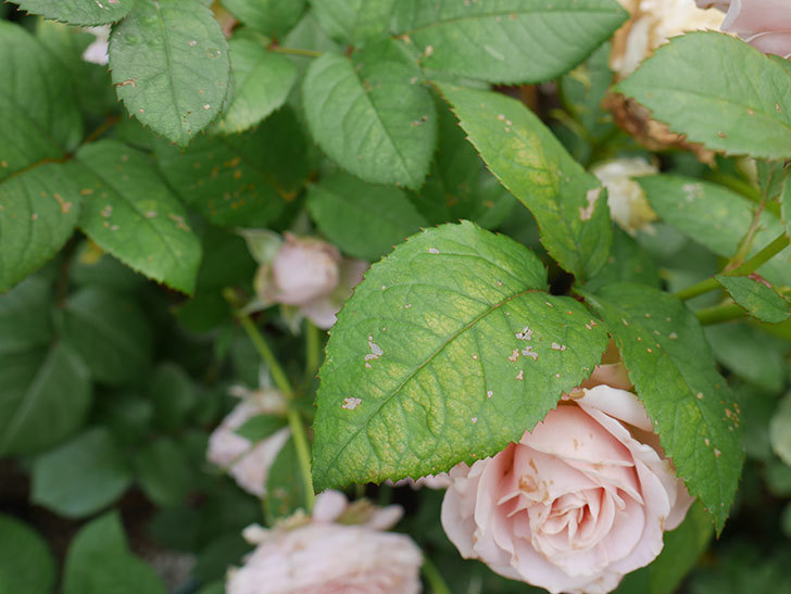 鉢植えのバラにハダニが発生した。2019年-8.jpg