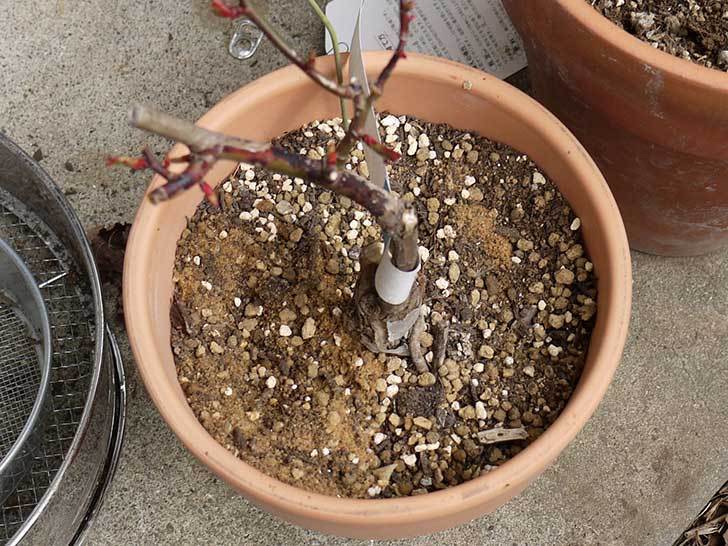 鉢植えの木立バラに肥料をやった5.jpg
