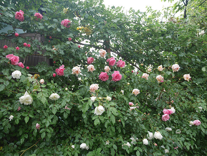 雨と風でバラの花がボロボロになった。2019年-16.jpg