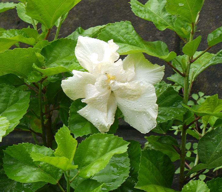 雨の中、白いハイビスカスが咲いた。2016年-1.jpg