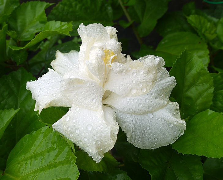 雨の中、白いハイビスカスが咲いた。2016年-2.jpg