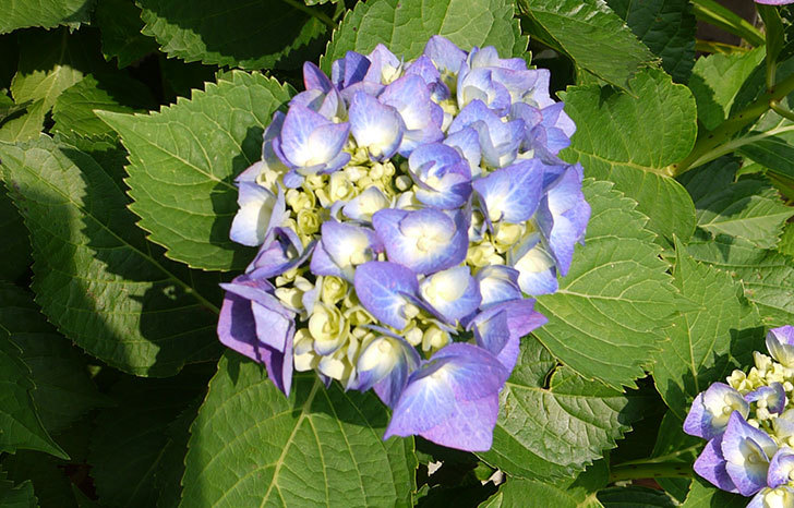 青いアジサイが咲き始めた2.jpg