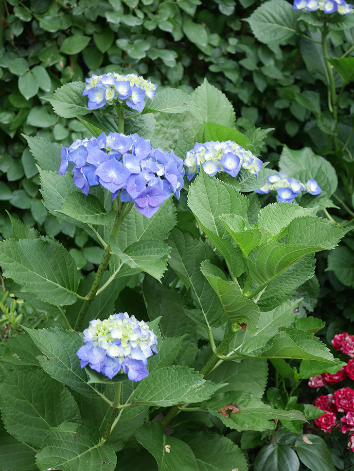 青いアジサイの花。2022年-001.jpg