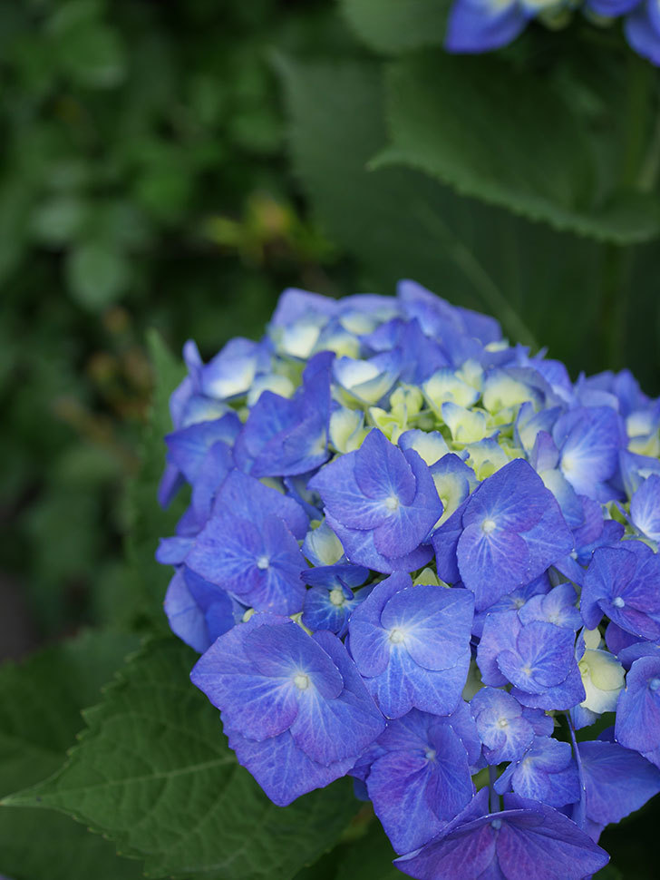 青いアジサイの花。2022年-002.jpg