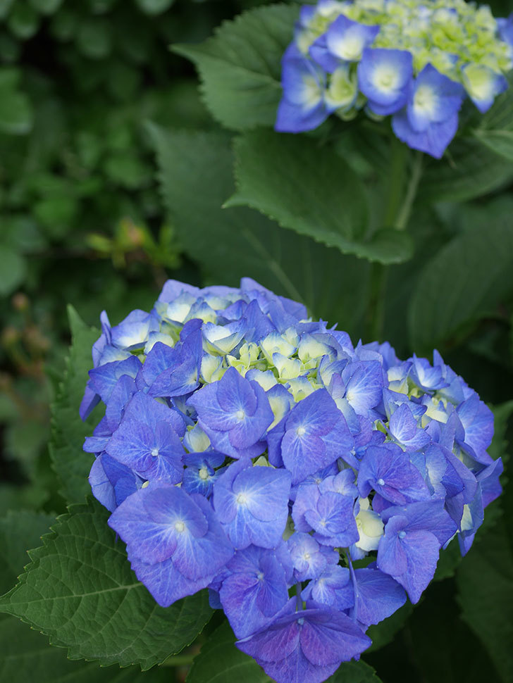 青いアジサイの花。2022年-003.jpg