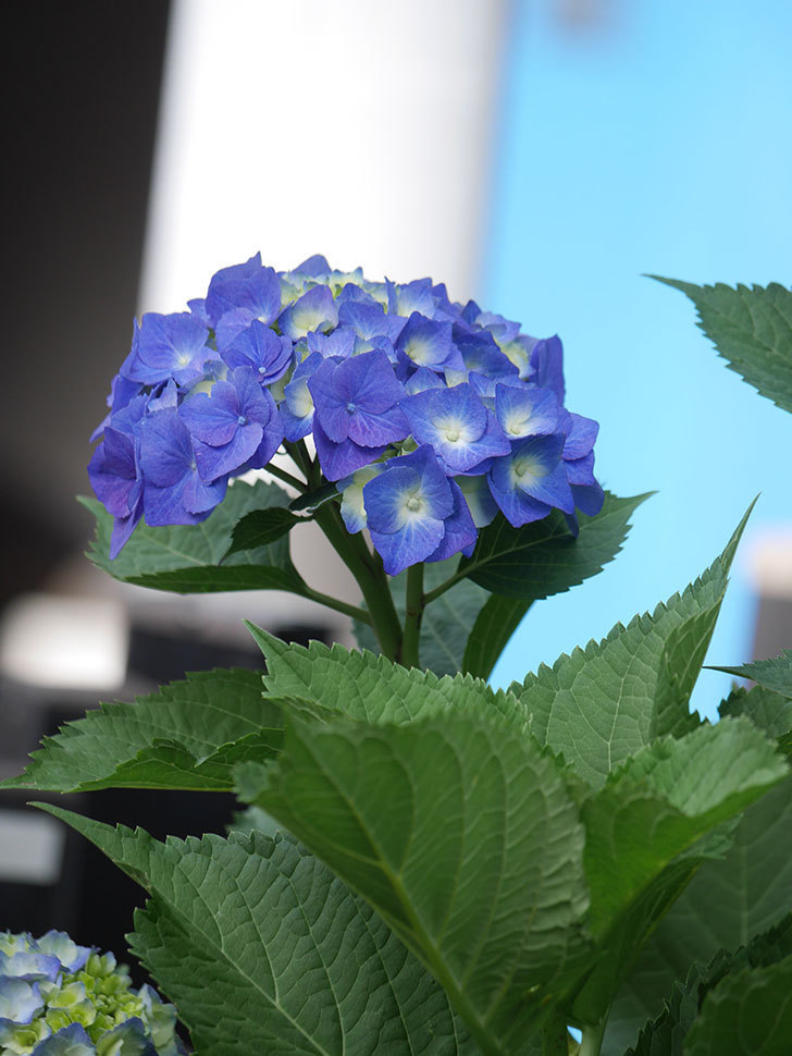 青いアジサイの花。2022年-005.jpg