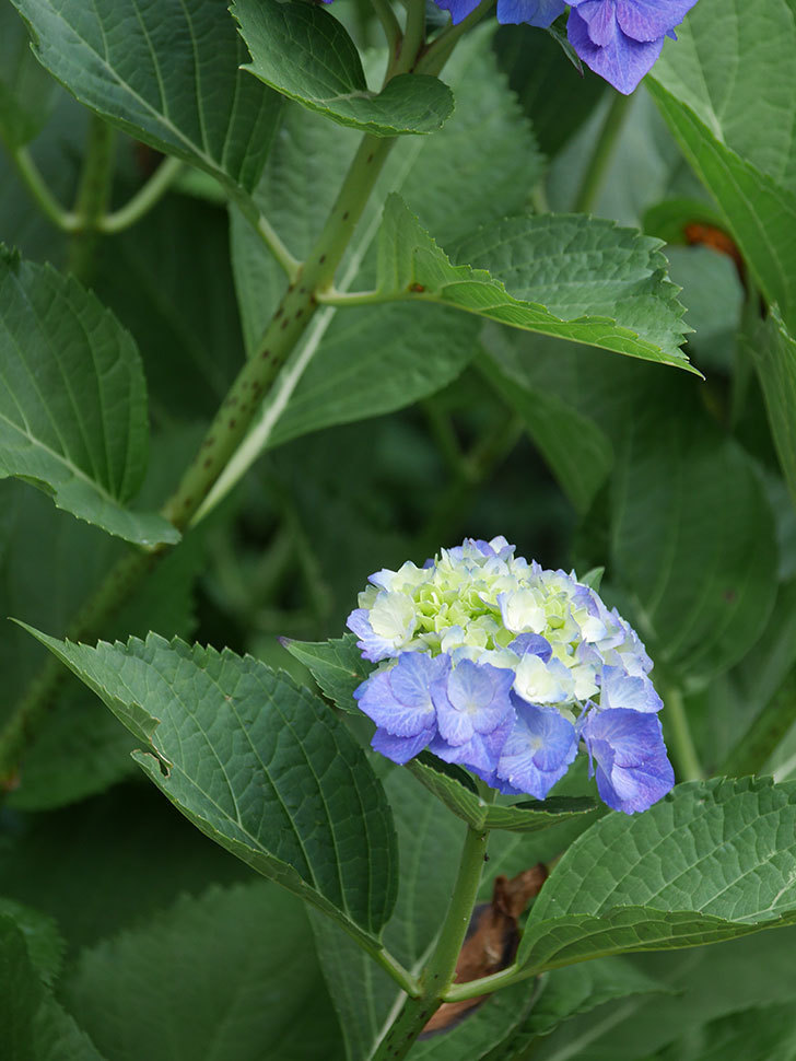 青いアジサイの花。2022年-006.jpg
