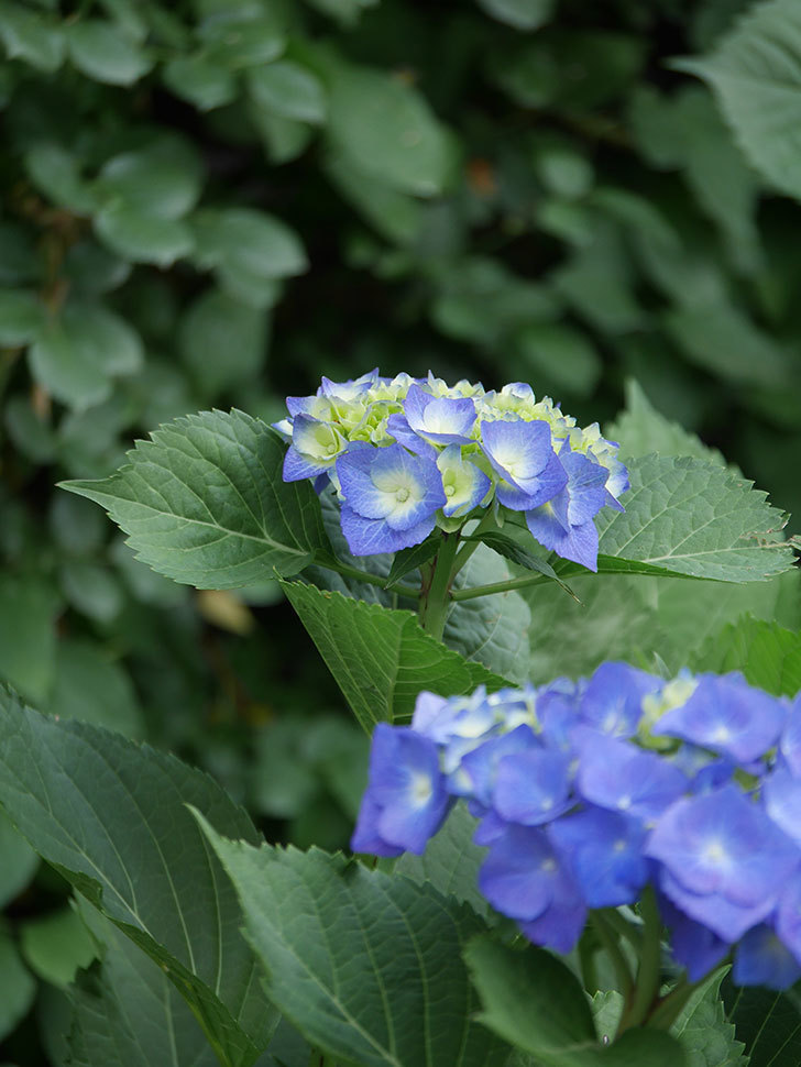 青いアジサイの花。2022年-008.jpg