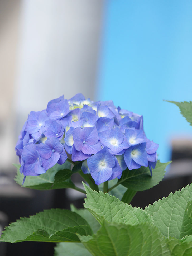 青いアジサイの花。2022年-009.jpg
