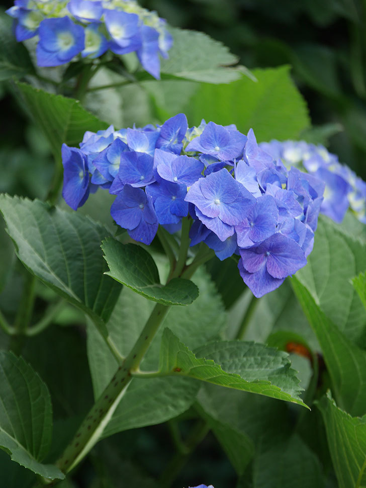 青いアジサイの花。2022年-010.jpg