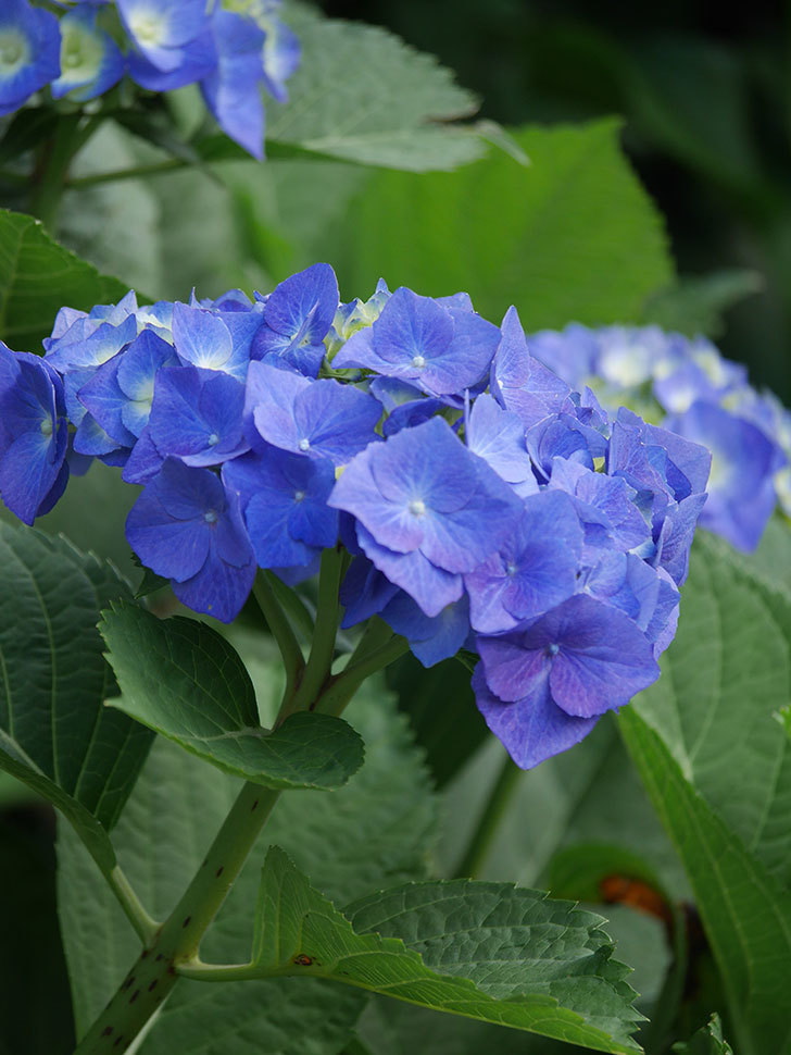 青いアジサイの花。2022年-011.jpg
