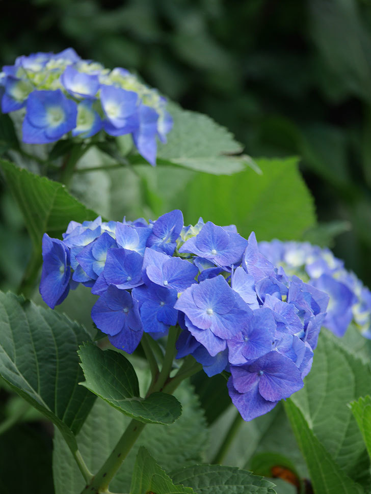 青いアジサイの花。2022年-012.jpg