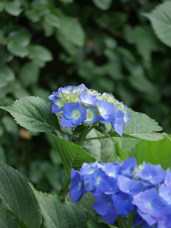 青いアジサイの花。2022年-013.jpg