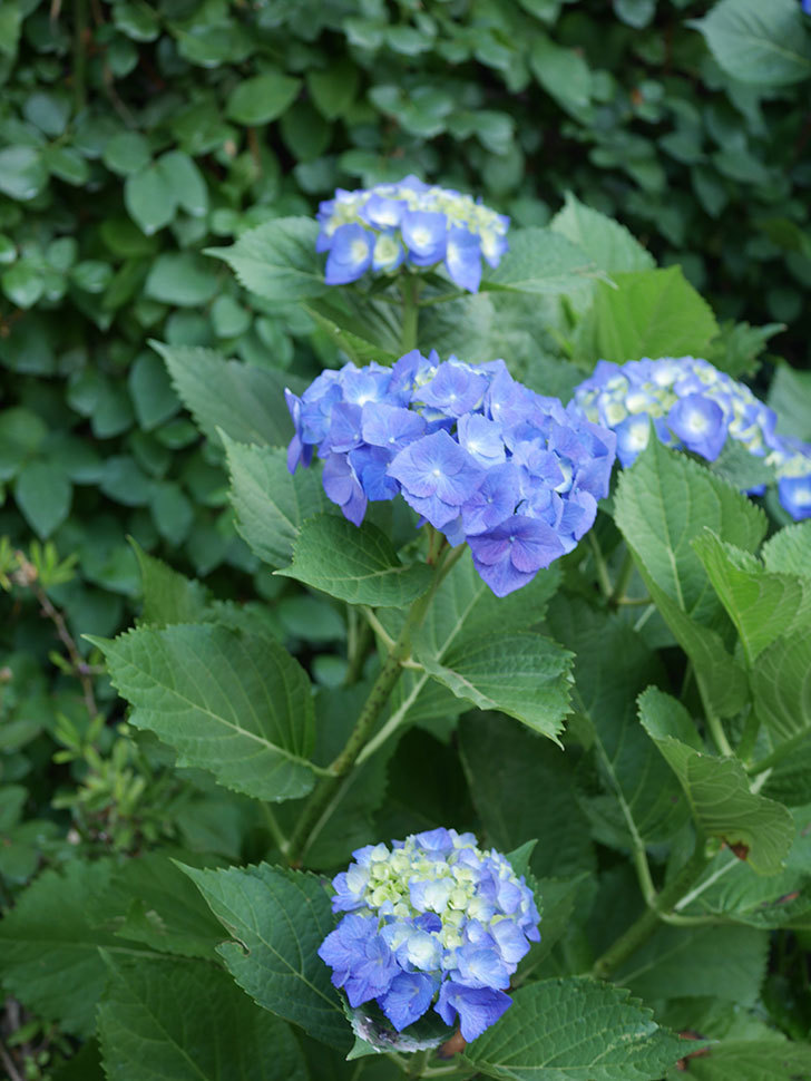 青いアジサイの花。2022年-014.jpg