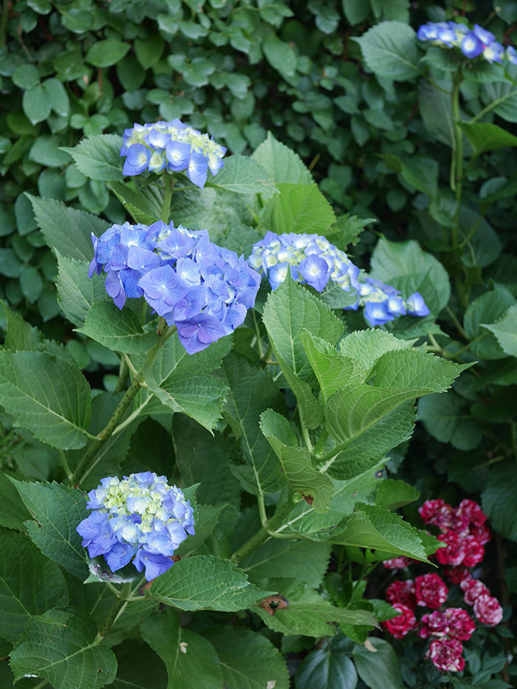 青いアジサイの花。2022年-015.jpg
