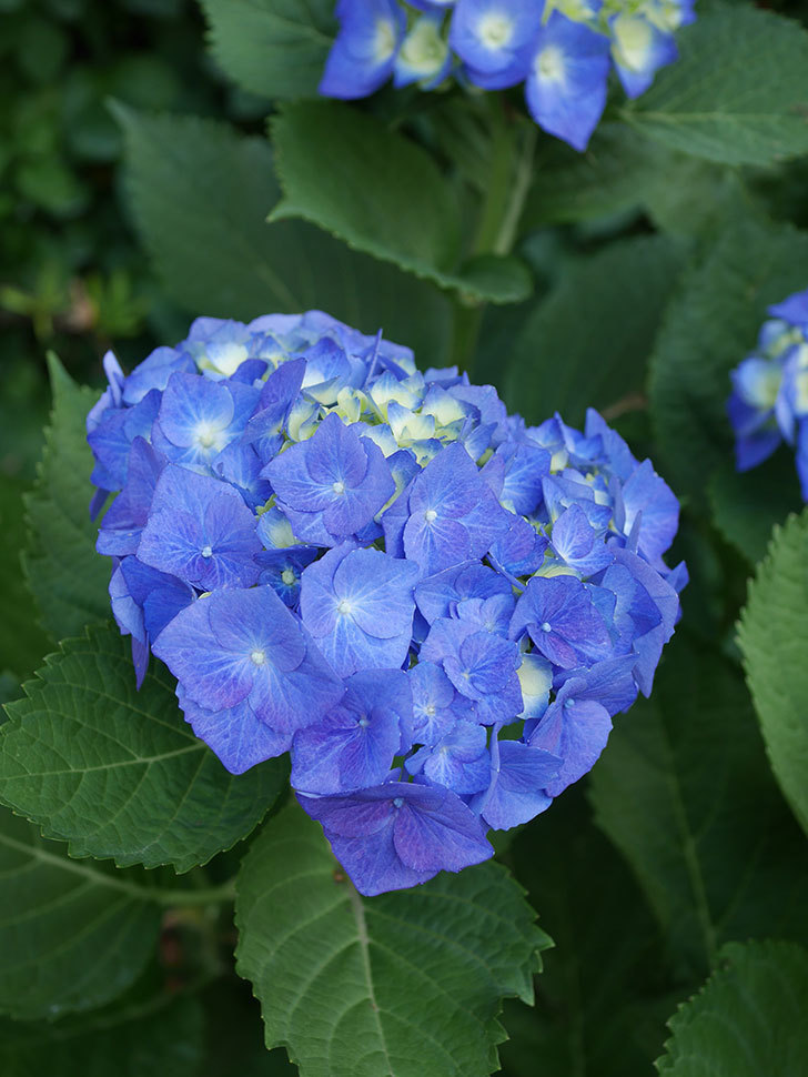 青いアジサイの花。2022年-016.jpg