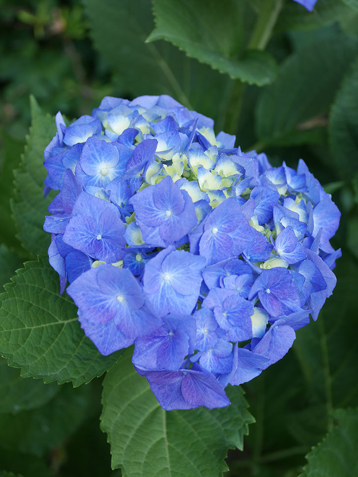 青いアジサイの花。2022年-017.jpg