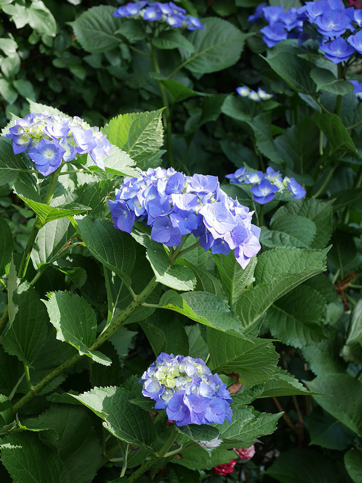 青いアジサイの花。2022年-019.jpg