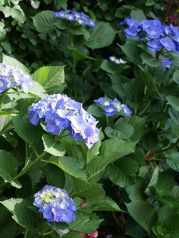 青いアジサイの花。2022年-020.jpg