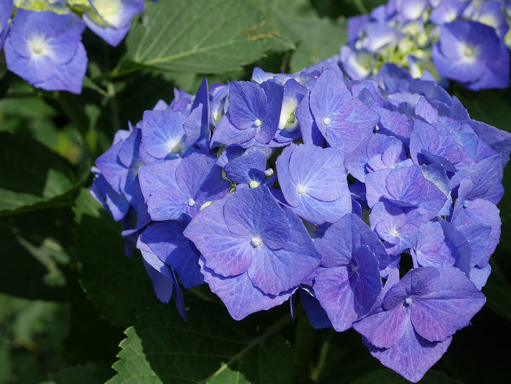 青いアジサイの花。2022年-021.jpg