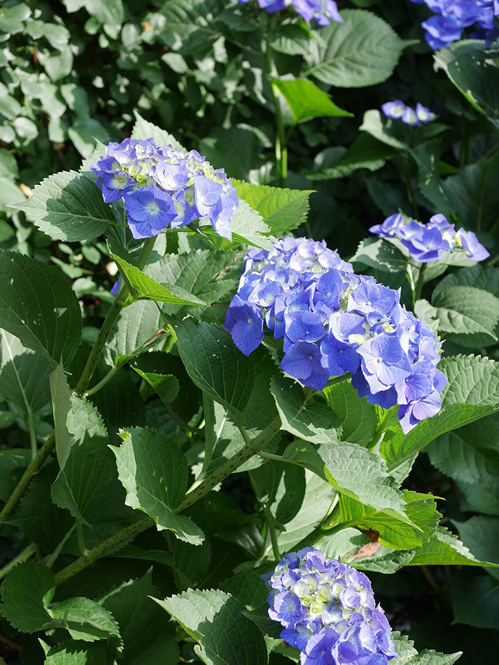 青いアジサイの花。2022年-023.jpg