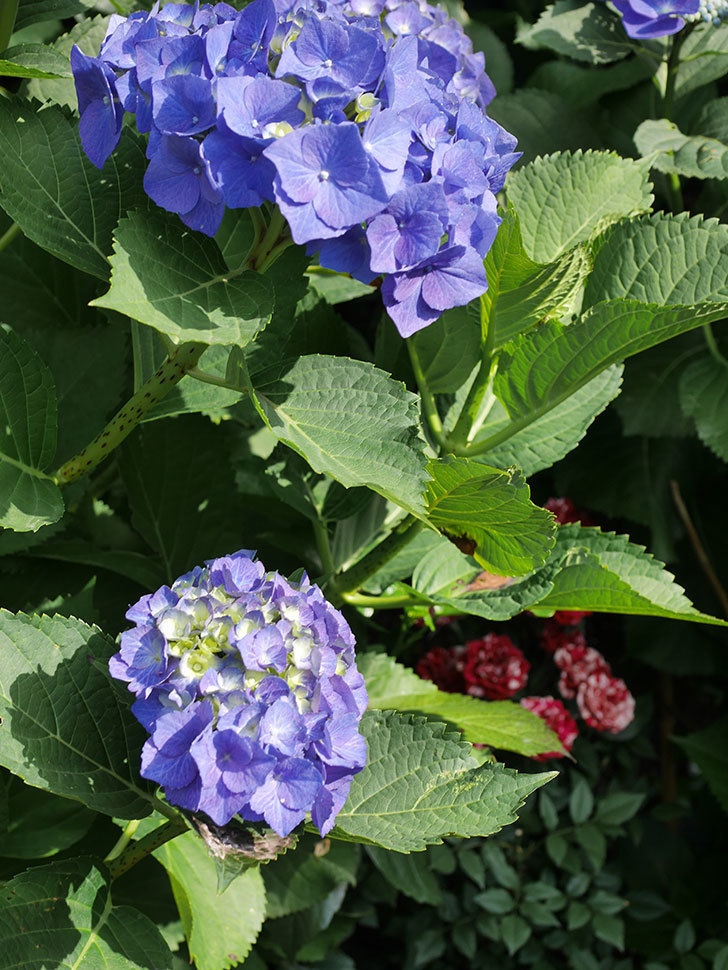 青いアジサイの花。2022年-024.jpg
