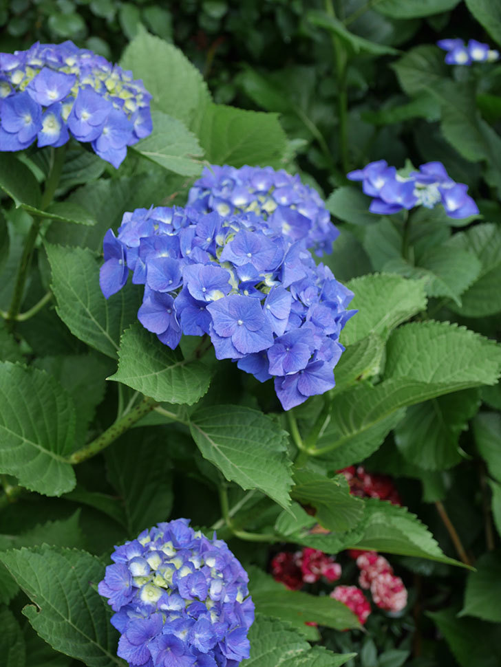 青いアジサイの花。2022年-025.jpg