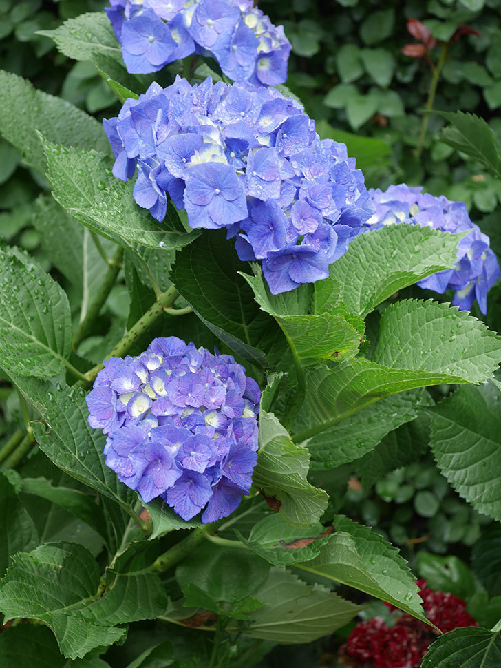 青いアジサイの花。2022年-026.jpg