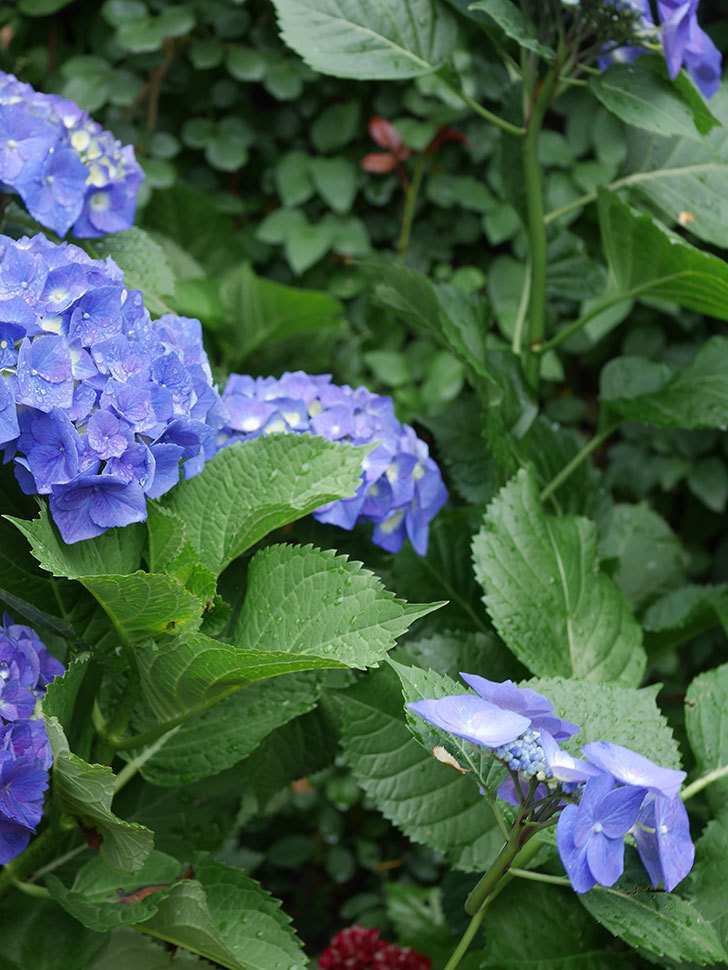 青いアジサイの花。2022年-027.jpg