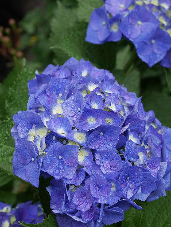 青いアジサイの花。2022年-029.jpg