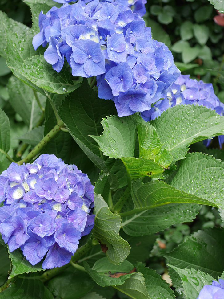青いアジサイの花。2022年-030.jpg