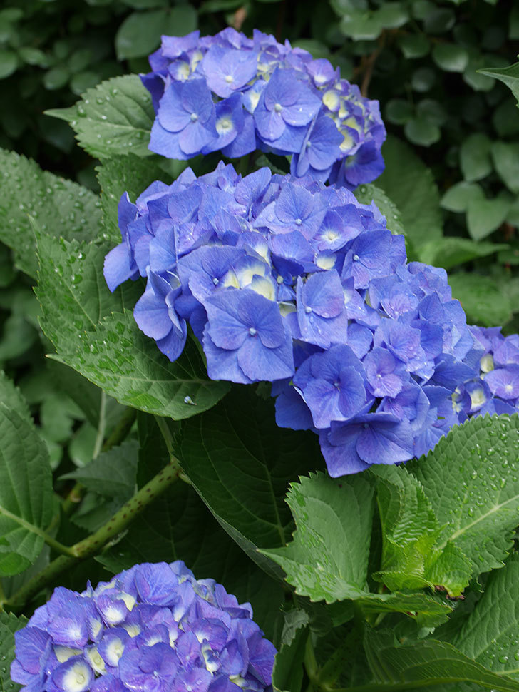 青いアジサイの花。2022年-031.jpg