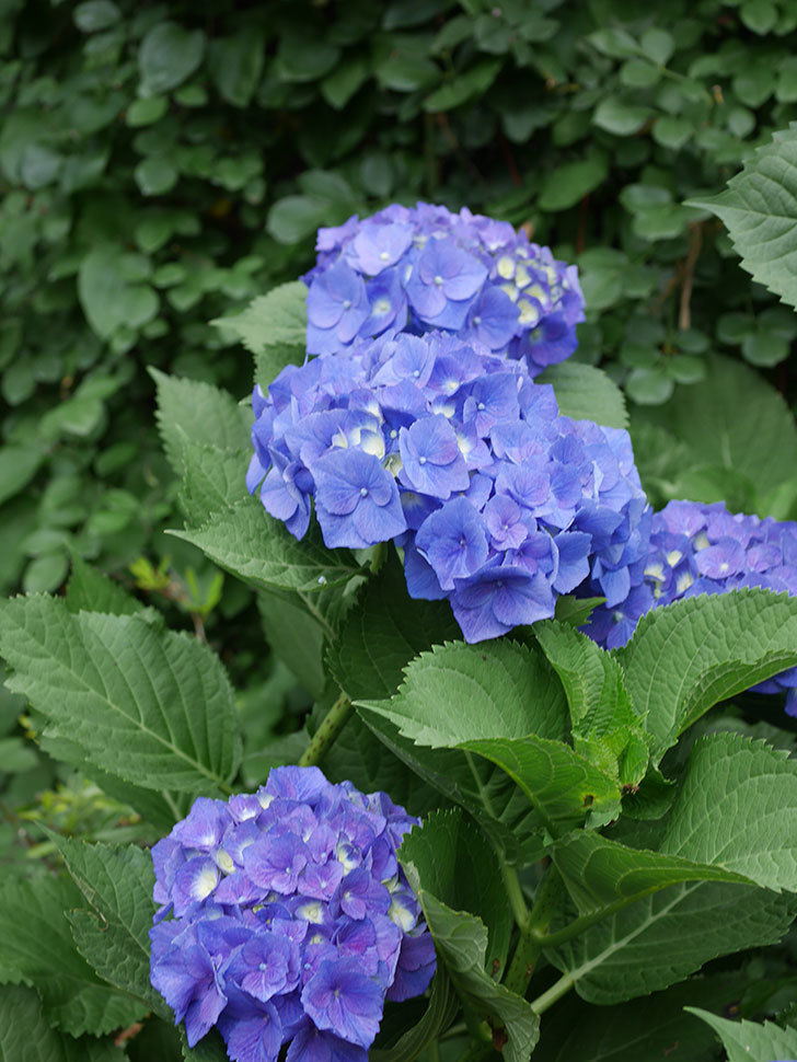青いアジサイの花。2022年-032.jpg