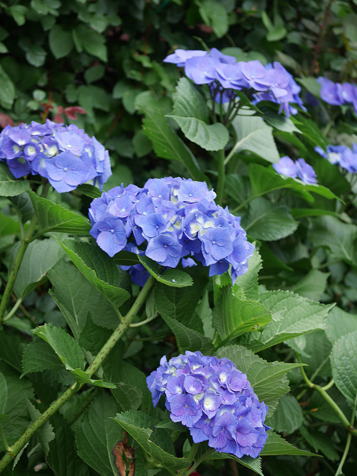 青いアジサイの花。2022年-033.jpg