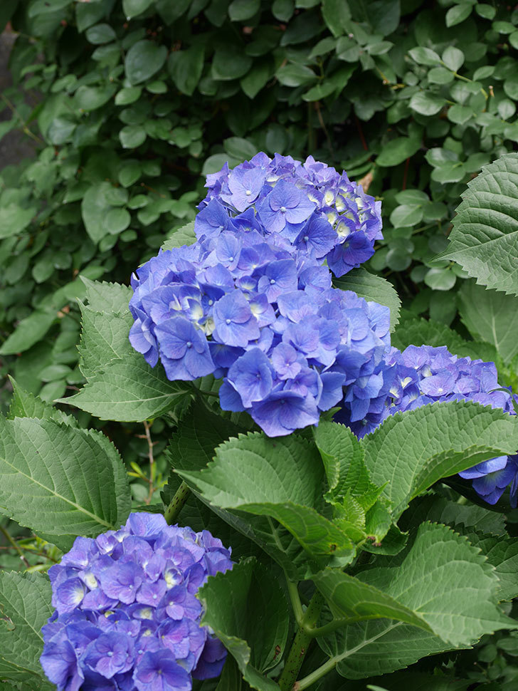 青いアジサイの花。2022年-034.jpg
